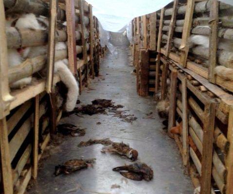 女子走在路边听到车中传来”呻吟声“报警后打开车门女子尖叫出声