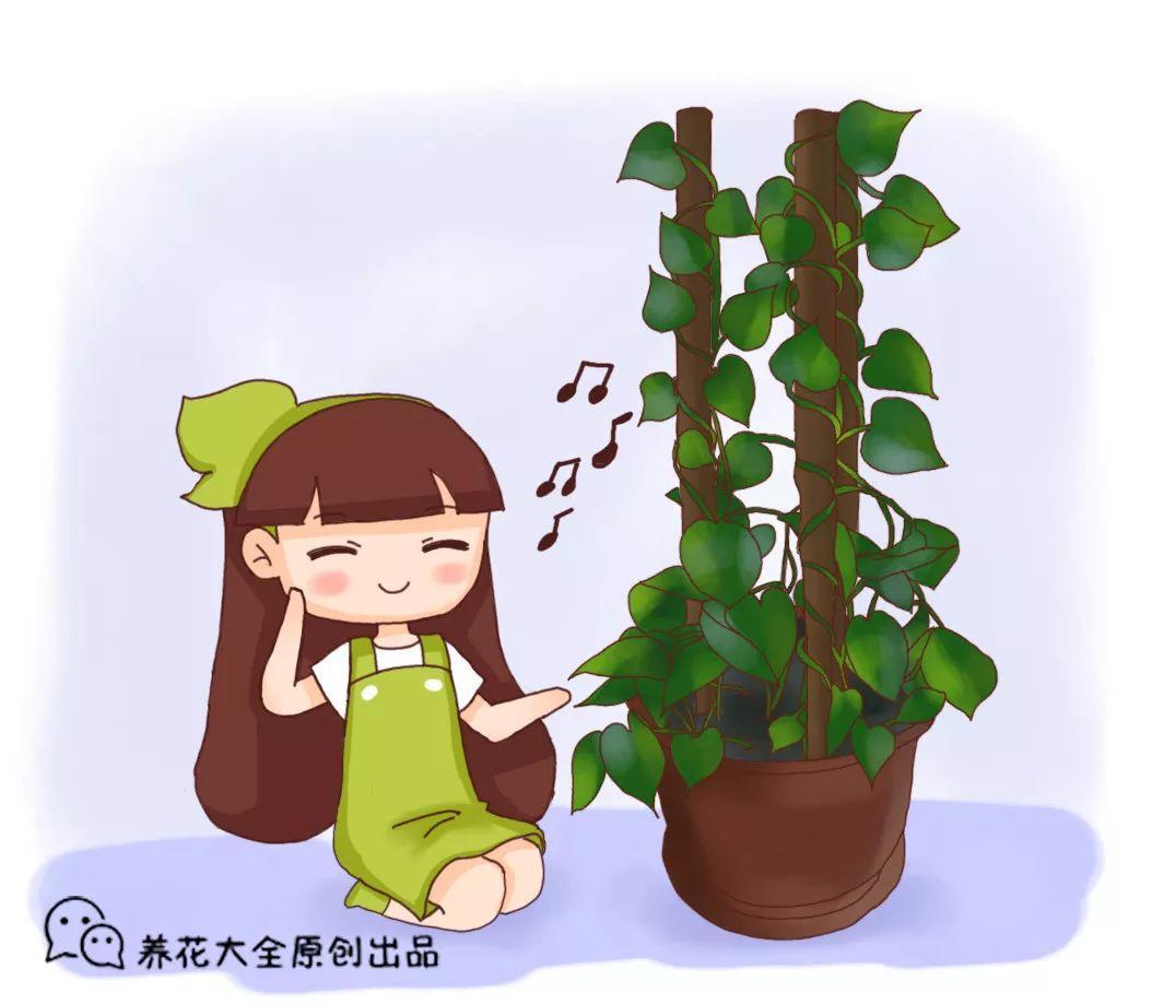 绿萝发财树, 吃点它, 叶子想绿就绿, 比脸还大!