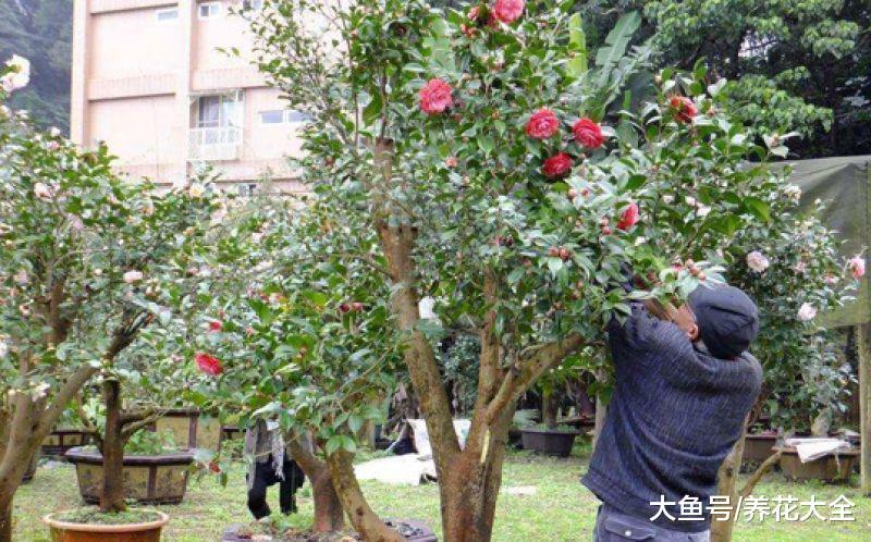 想让茶花长得壮, 那就用嫁接, 简单易操作!