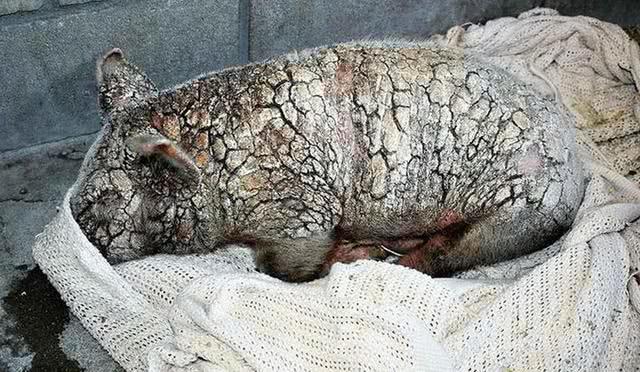 主人抛弃患病小猪, 只因小猪患了这种怪病, 治好后肠子悔青