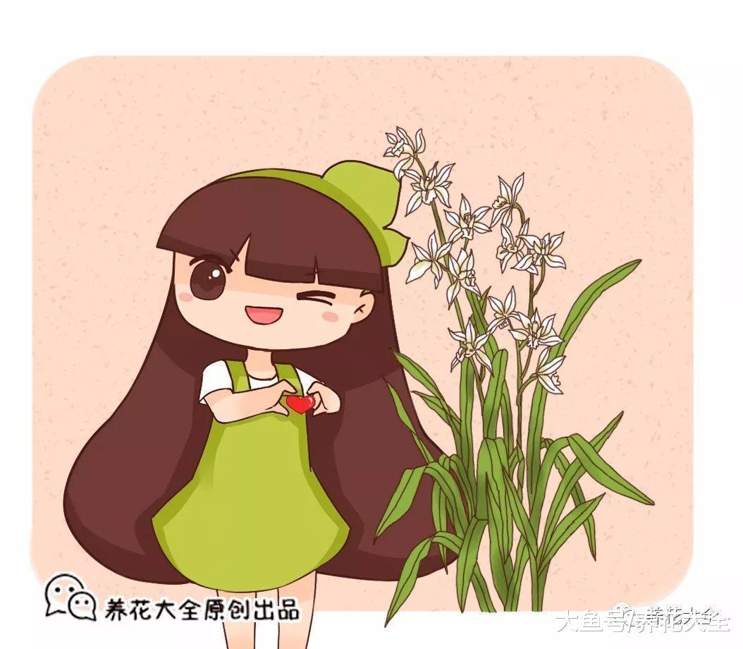 兰花就要这样养, 不但不黄叶, 还年年都有花赏!