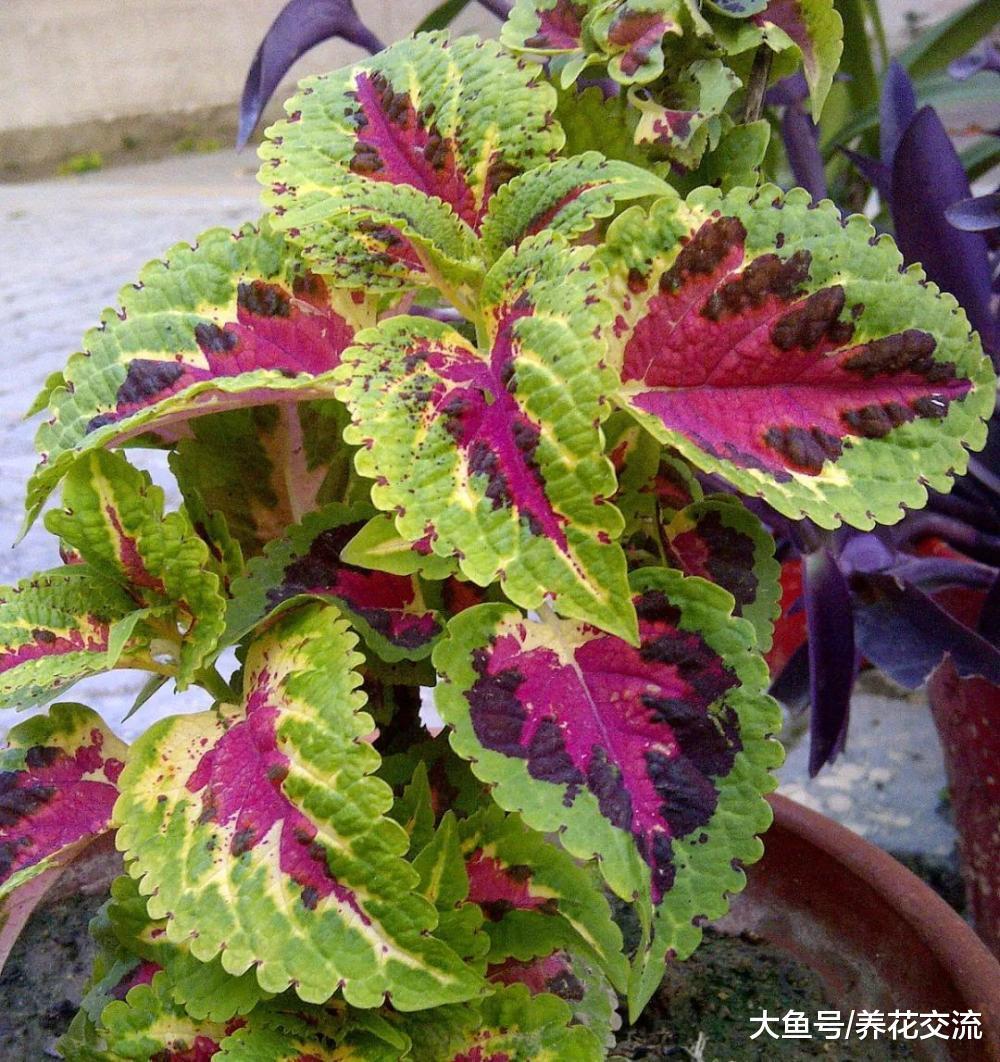 8种养在花盆里就能四季连续不断开花的植物, 新手也能养好