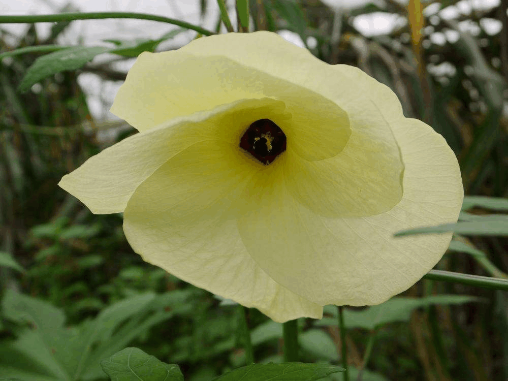 “可食性”花朵2块钱没人要? 买几朵回家煲汤, 营养价值赛人参