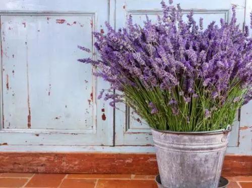 原来扦插薰衣草这么简单! 再也用不着为了买种子花钱了!