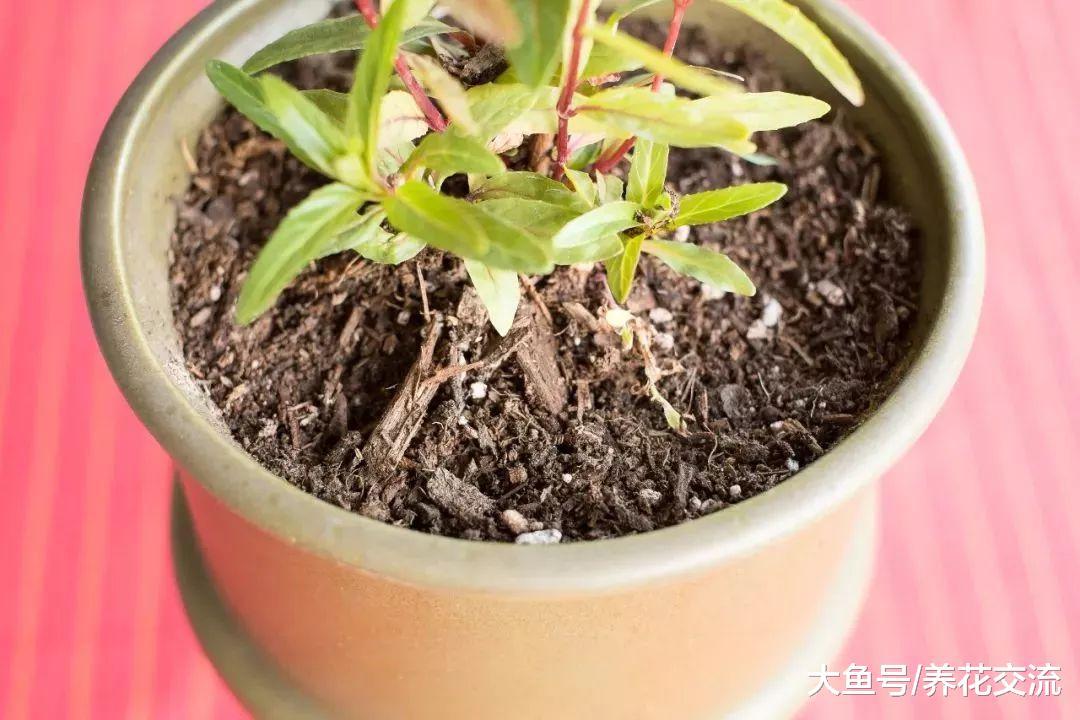 室内盆栽的土面上会有一些白色的小虫子, 要怎么才能彻底清除