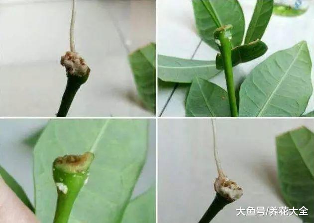 最简单的扦插方法, 学会了, 就再也不用买发财树了!