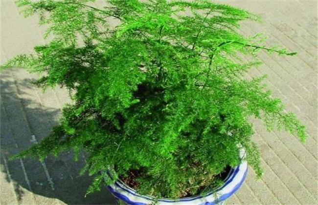 文竹“黄叶”? 这种“粉末”用下去, 根系壮绿叶毛茸茸!