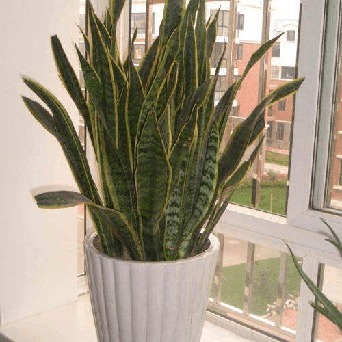 冬天“虎皮兰”这么养, 喂上它, 嫩芽蹿成大叶片!