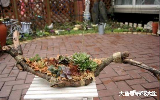 出门捡个木桩, 这样简单一改造, 用来养肉防烂根!