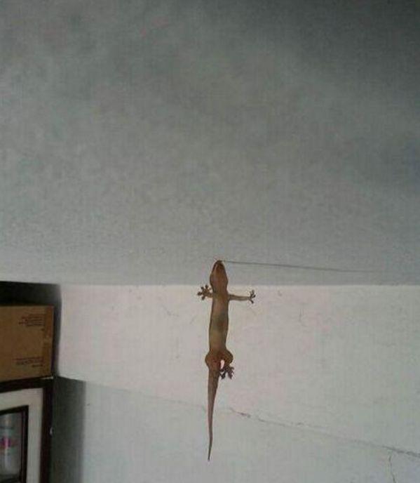 墙角的一只小壁虎引人注意, 结果走近看清楚后乐了