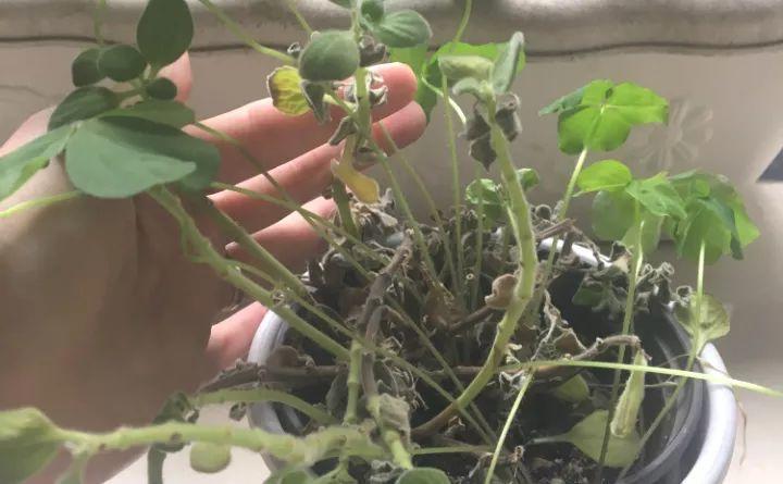 家里养花要注意, 这几种水不能用, 不然养一盆没一盆!