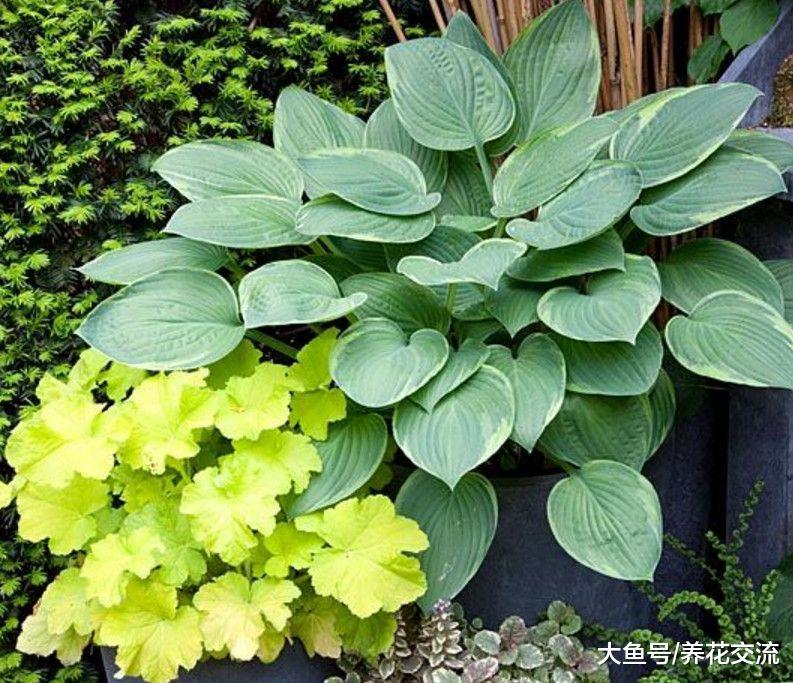 在院子、阳台阴凉处也能开出清香花朵的玉簪花, 有很多品种