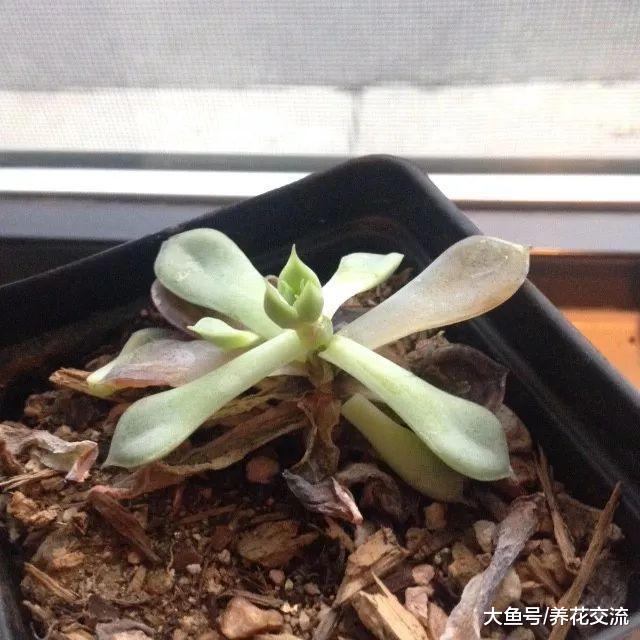 将多肉植物养死的七大原因, 你做错了哪一点