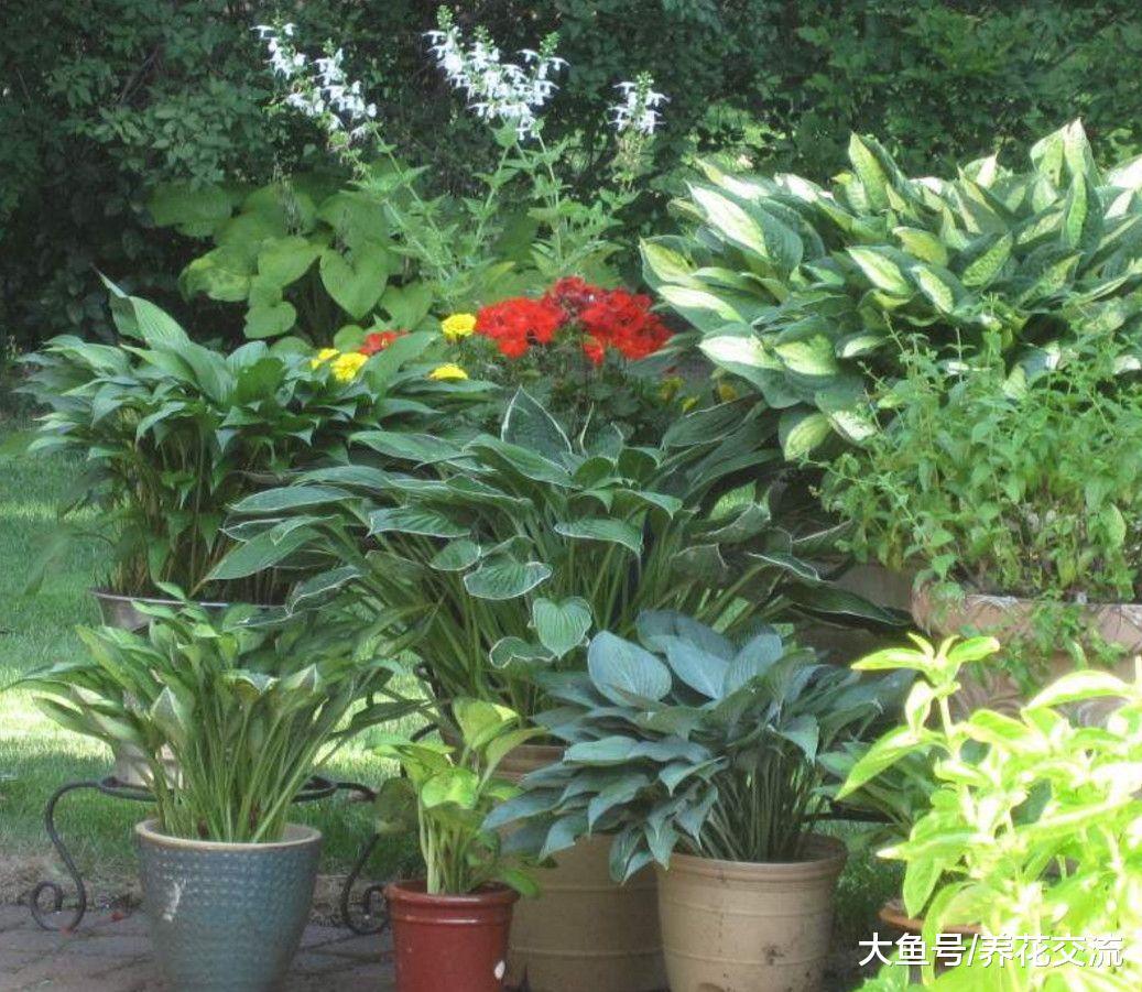 在院子、阳台阴凉处也能开出清香花朵的玉簪花, 有很多品种