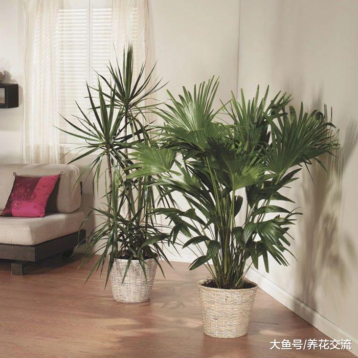 在夏季养好室内盆栽的几个技巧, 避免感染病虫害的注意事项