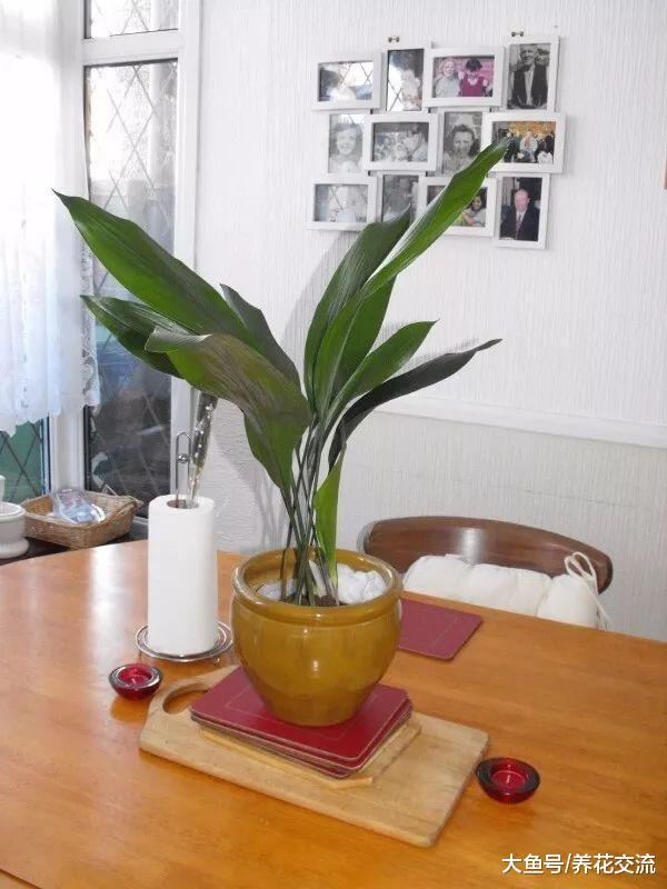 9种非常容易养护的耐阴植物, 能够在室内的光照的地方生长