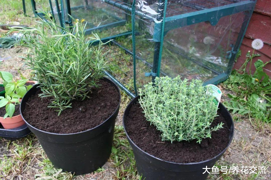 新手在窗台上用花盆就能种好的10种香草植物, 作为调味料最适合