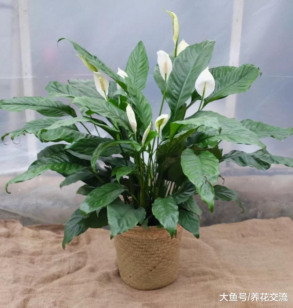 这7种有毒植物在我们身边很常见, 要避免小孩和宠物随意触碰