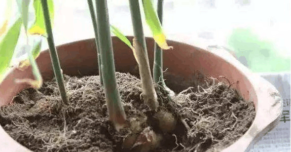 土壤板结花不长? 加点“腐叶土”, 小花苗全都冒出来