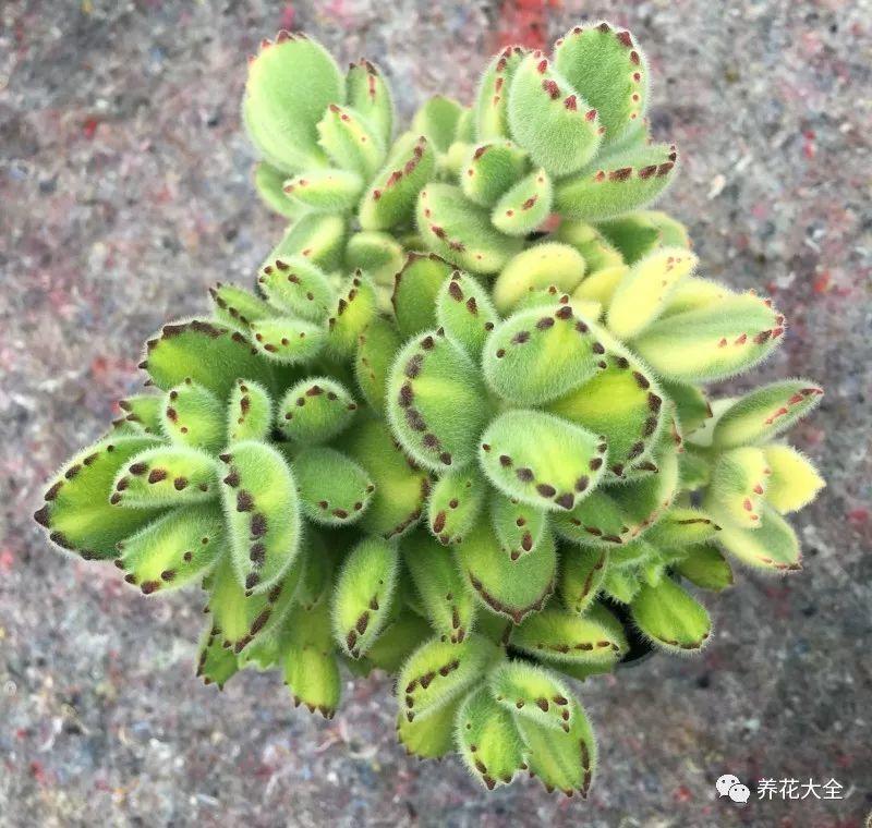 长得像熊爪的多肉, 夏天这样养, 叶子不掉胖乎乎!