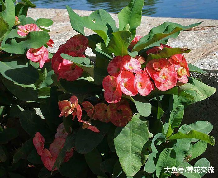 11种会危害孩子和宠物健康的有毒植物, 不要将它们养在室内