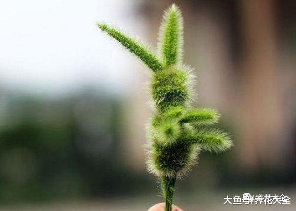 这15种花, 小时候经常见, 看看你还记得多少?