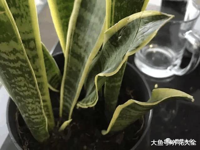 虎皮兰幸福树叶子又打卷? 只需3步, 立马直挺绿油油!