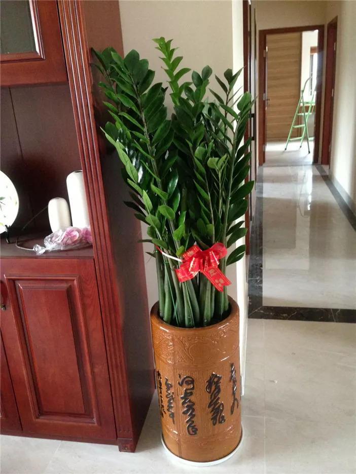 养花就选这6种, 大气又美观, 一养就是几十年!