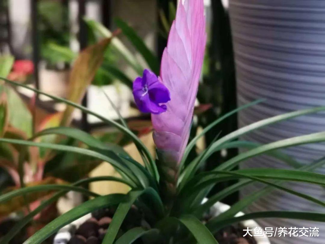 很多人都把紫凤梨的苞片当成花朵, 花开后才知道真相