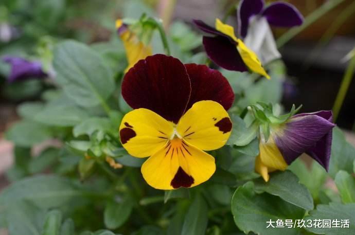 家庭养花草本植物——角堇