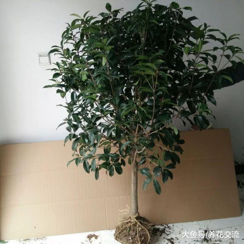 桂花买回来的时候开花了, 为什么之后4、5年都开不了花朵