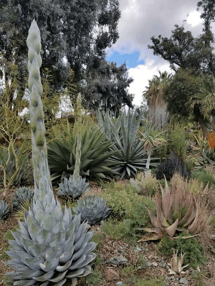 空旷的土地, 老奶奶花了40年, 打造出多肉森林!