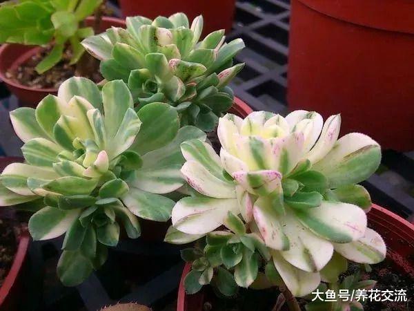 8种在室内也容易照顾的多肉植物盆栽, 园艺新手也能将它们养好