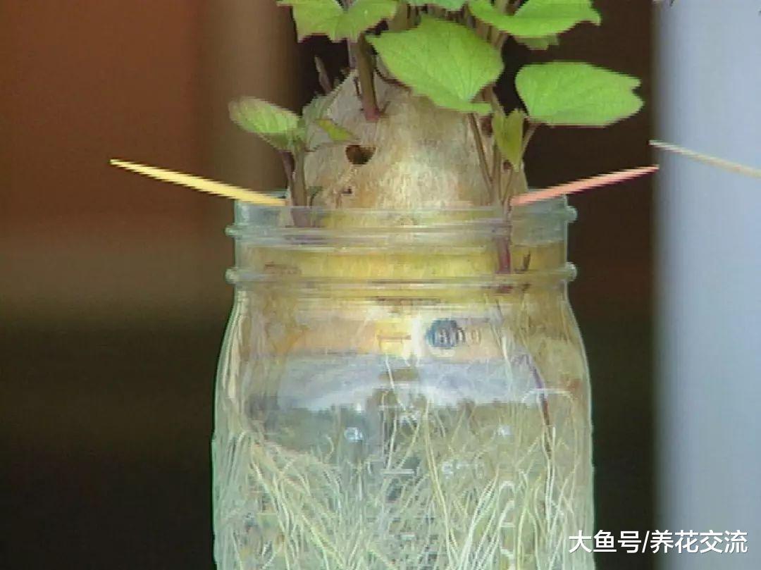 在窗台上就能够很好地栽培的观赏红薯, 叶子还能够水培盆栽植物