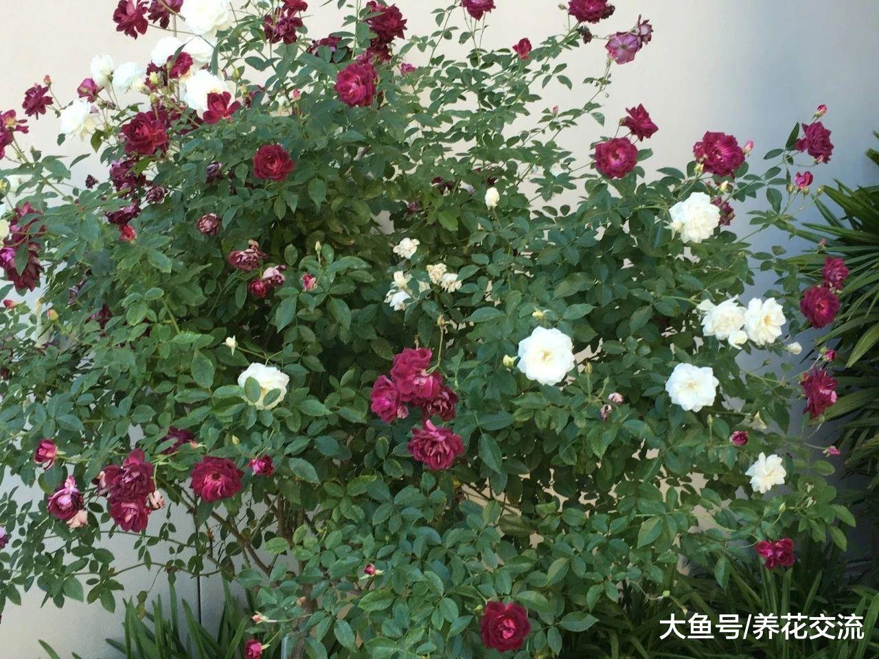 用芽接法轻松嫁接在另外一棵树上, 你要掌握这几点技巧
