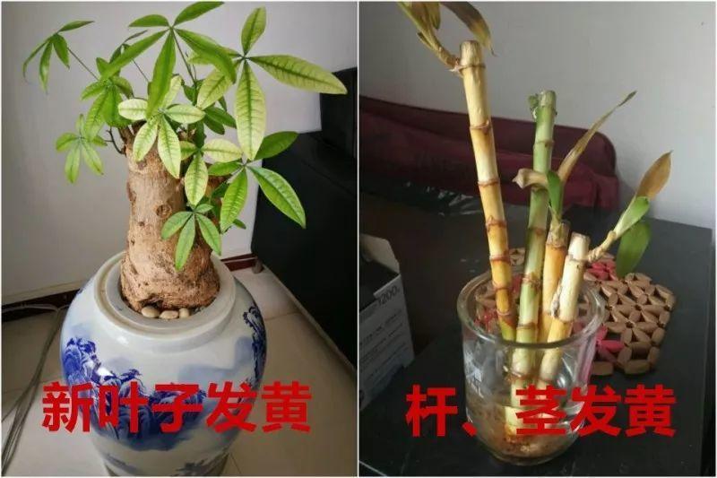 水里丢点料, 花根壮的像打药, 黄叶蚊虫全没了!
