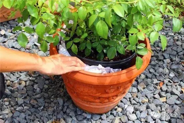 茉莉迟迟不开花? 给它剪剪枝, 新芽长不停!