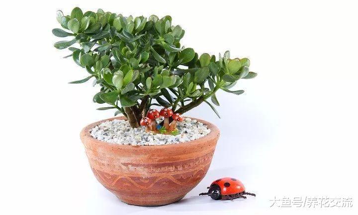 特别耐旱的一些室内植物, 养在办公室桌面上就是不错的选择