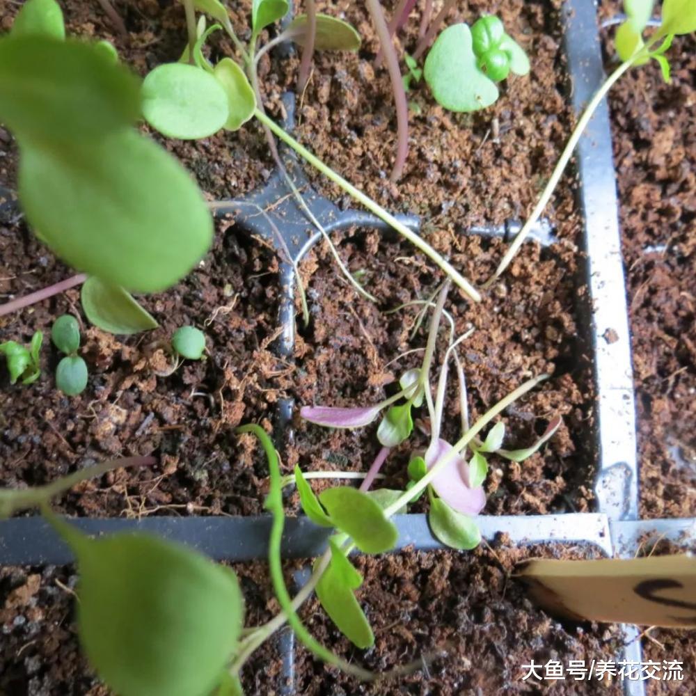 肉桂用来养花的6大好处, 从幼苗到枝条扦插都可以用上