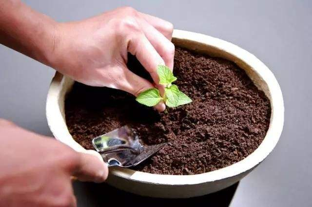 土壤板结, 弄点“屑料”撒上, 透气营养高, 植株长得旺!