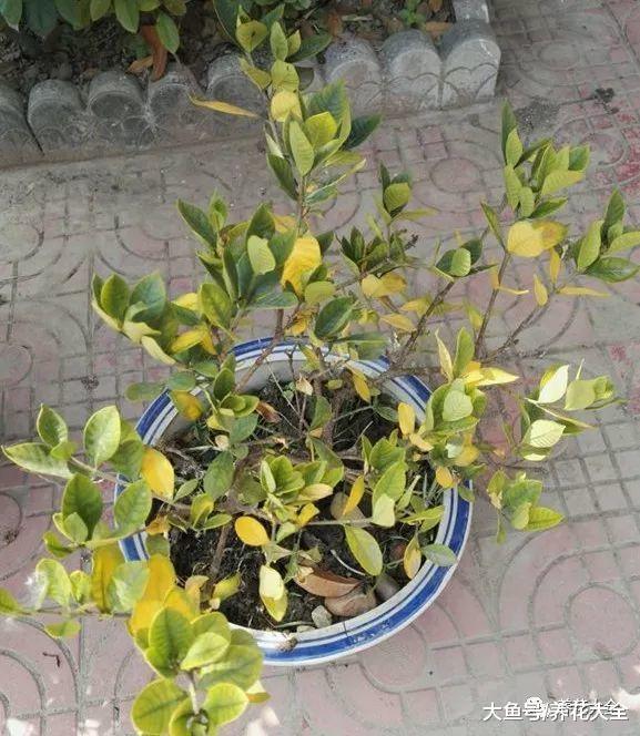 栀子黄叶了别担心, 学会这一招, 叶子变精神起来了!