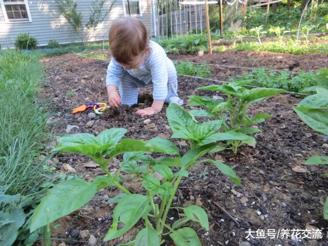 食用醋在院子里的11种园艺作用, 清除病虫的使用技巧