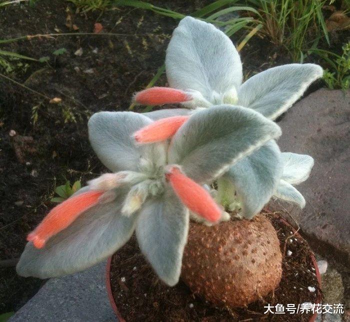 叶子是银白色绒毛的断崖女王, 还能开出橘红色的精致花朵
