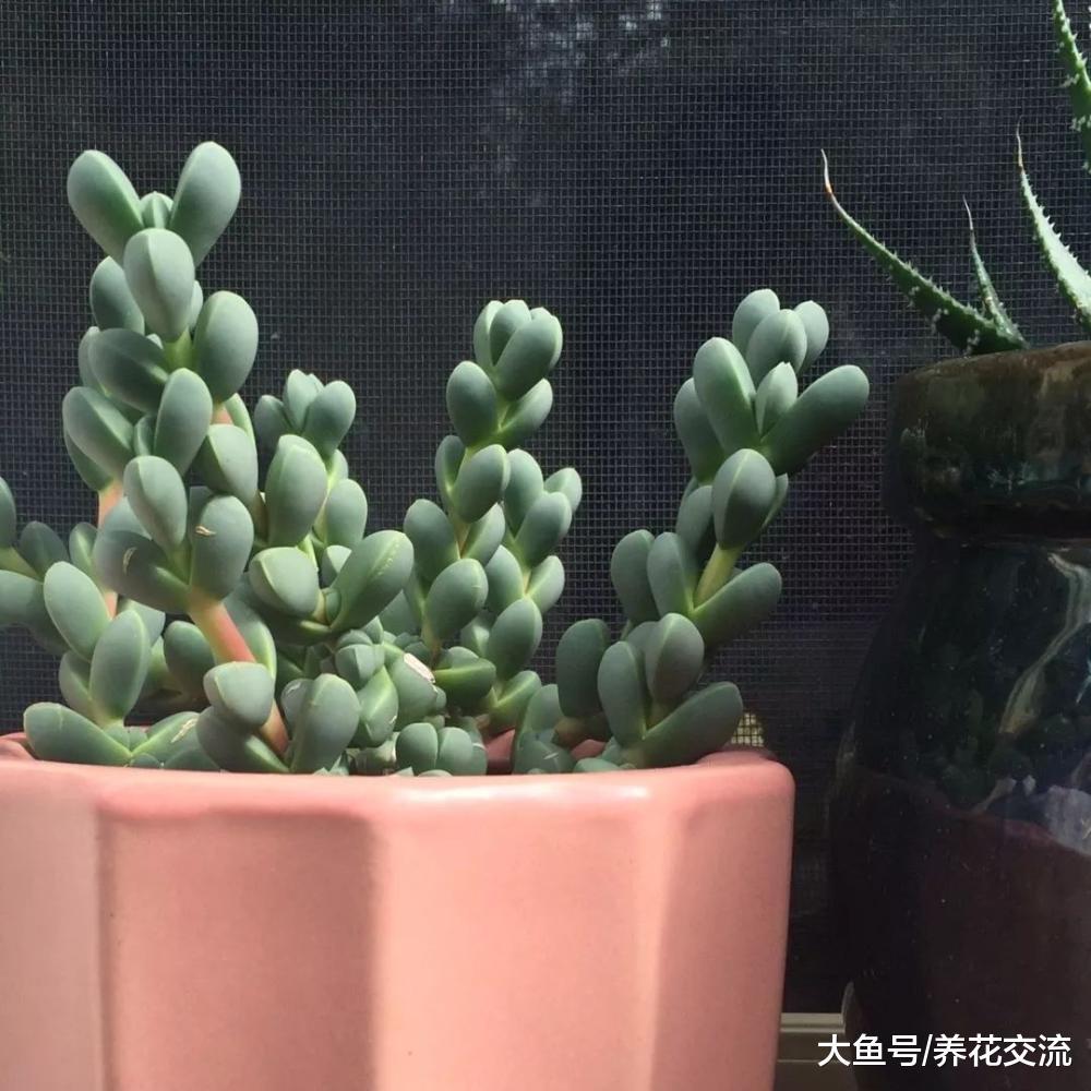 长得像鹿角一样的多肉植物, 还能开出淡黄色的小花