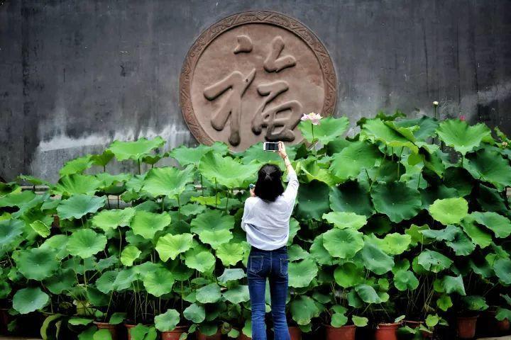 炎炎夏日, 莲花的美景别错过, 送你一池清凉!