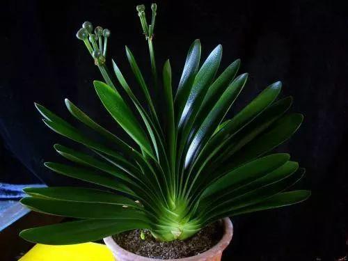 君子兰养好几年不长个, 老花农用2招, 新叶呼呼往外窜!