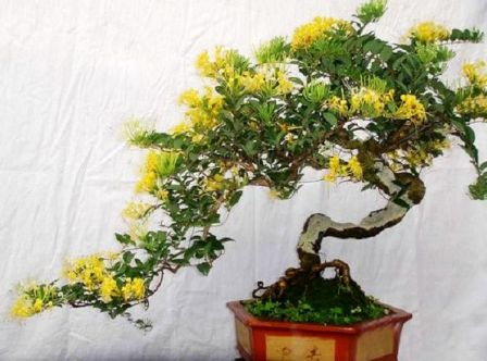 养花达人用这“3个”小方法, 养出“大盆景”, 能卖出高价!