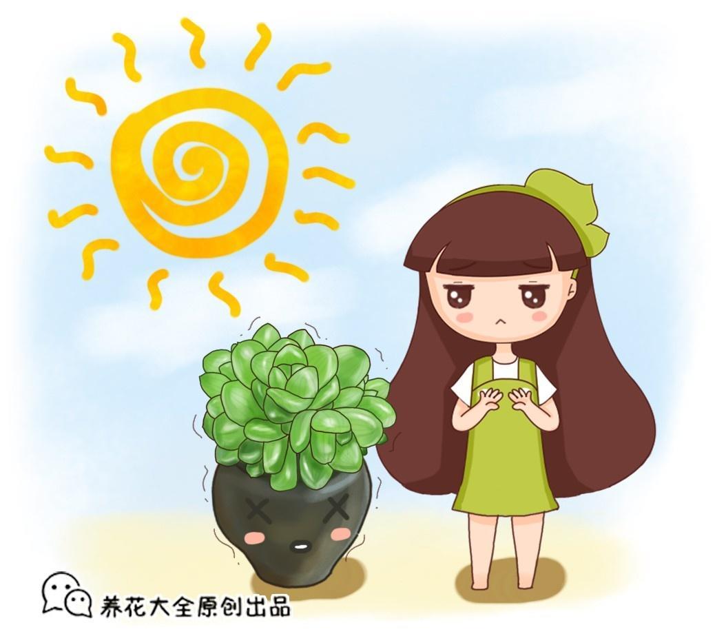 这6种多肉, 给点光就能长, 不怕养不活!