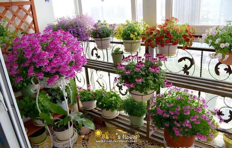4平米的封闭阳台, 开出上万朵花, 一年到头有花看!