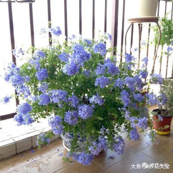 这几种花, 就要在夏天扦插, 越热生根越快!